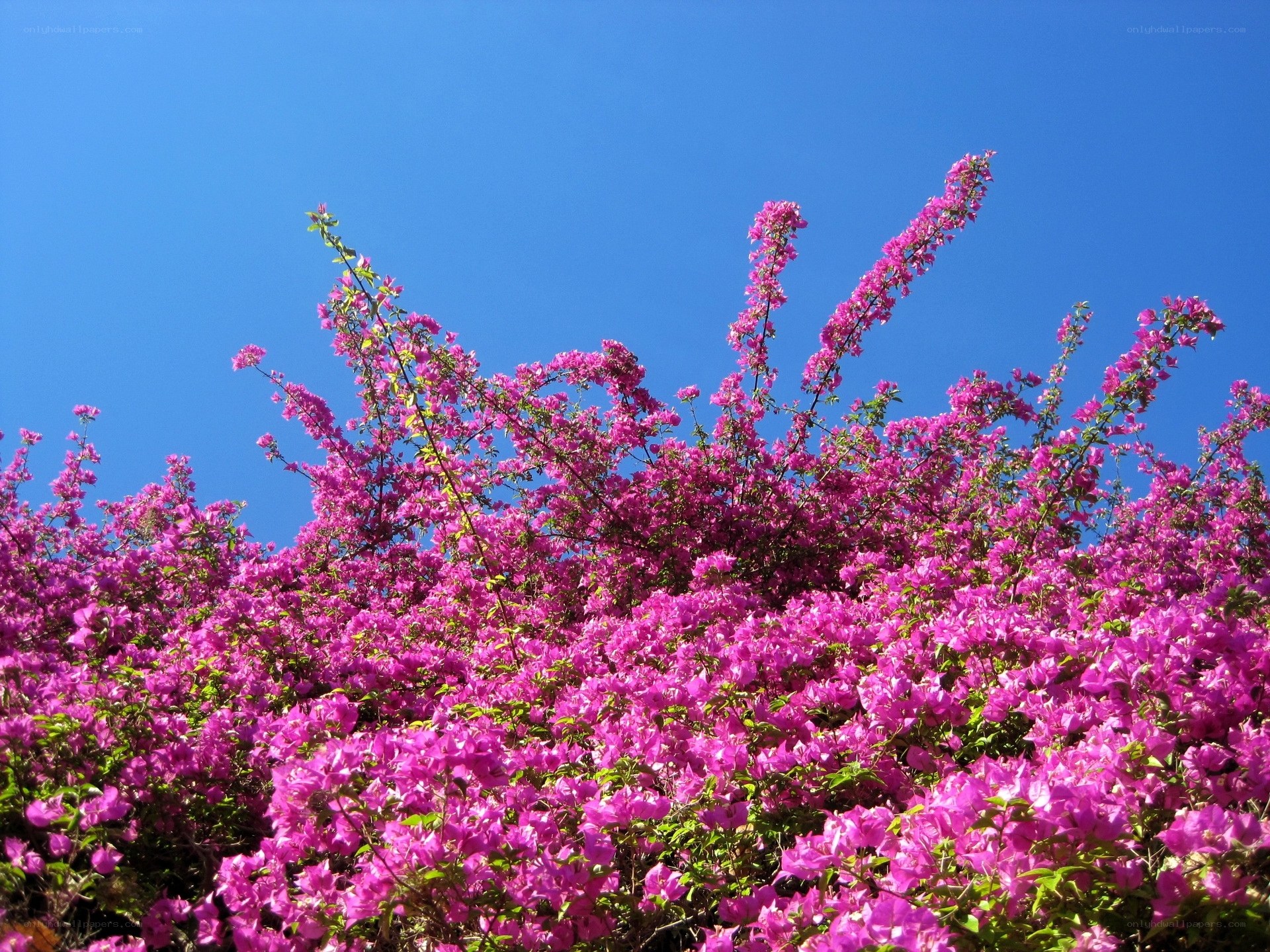 Vibrant pink bougainvillea against blue sky