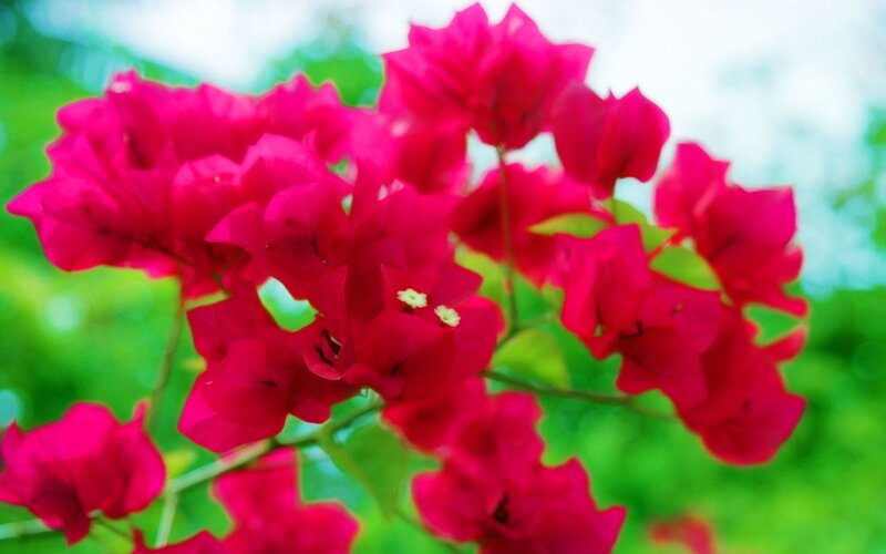 vibrant pink bougainvillea flowers