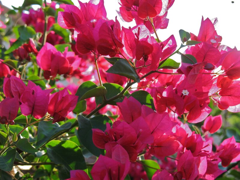 Vibrant pink bougainvillea flowers