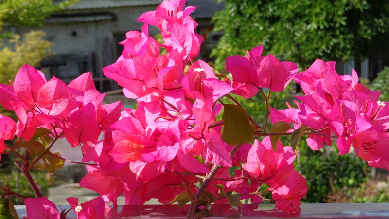 Vibrant pink bougainvillea flowers