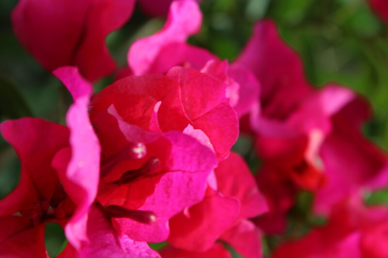 vibrant pink bougainvillea flowers