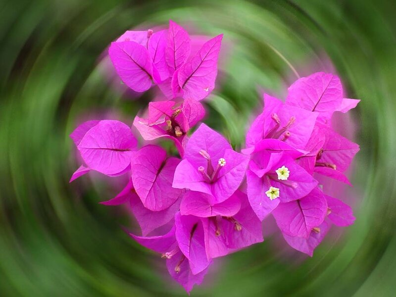 vibrant pink bougainvillea flowers