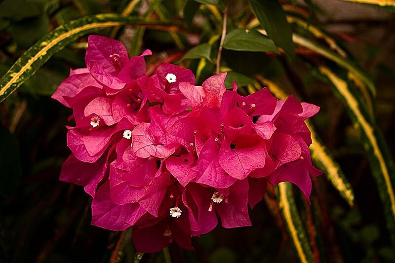 vibrant pink bougainvillea flowers