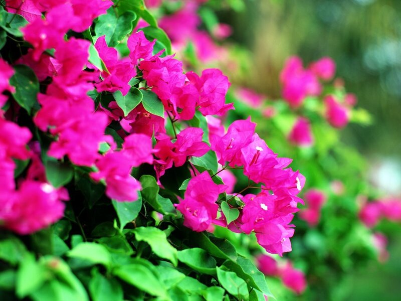 vibrant pink bougainvillea flowers