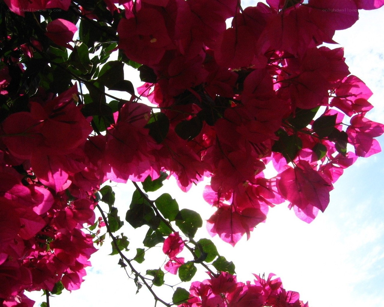 Vibrant pink bougainvillea flowers