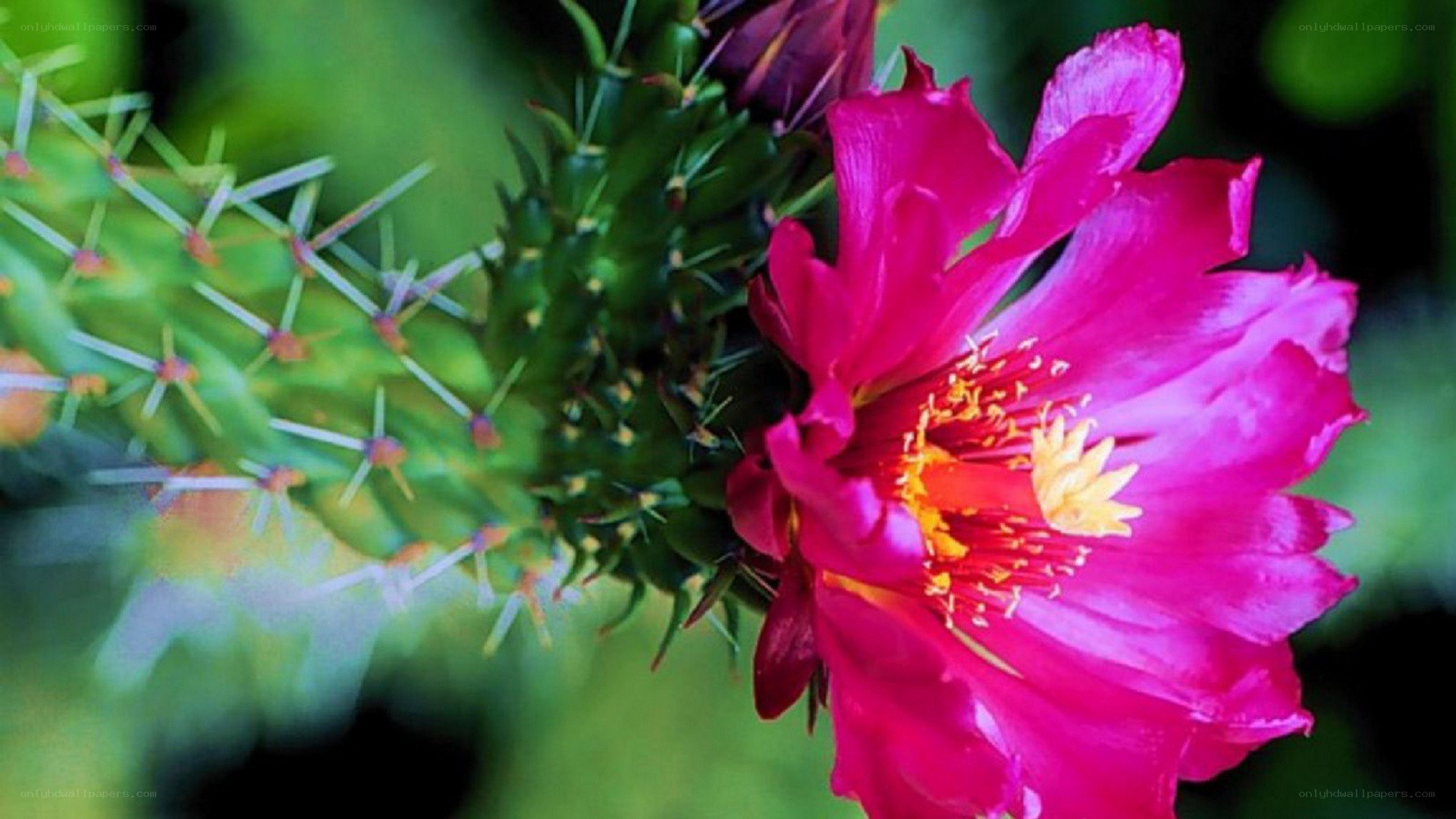 vibrant pink cactus flower