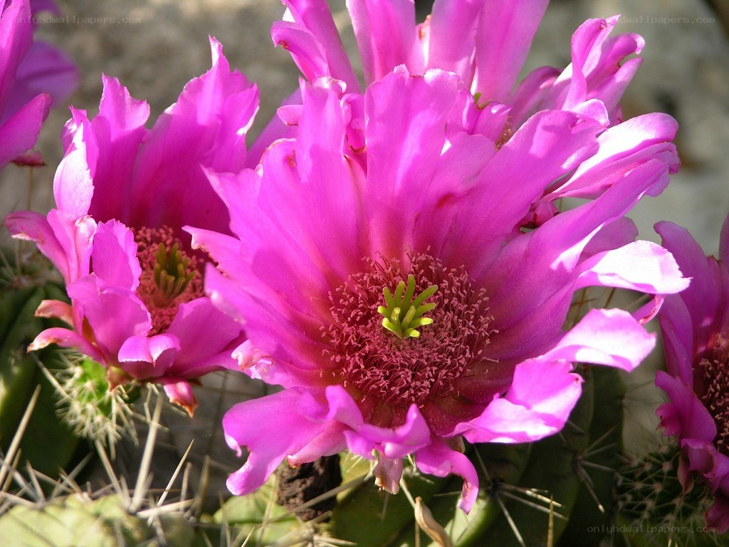 vibrant pink cactus flower