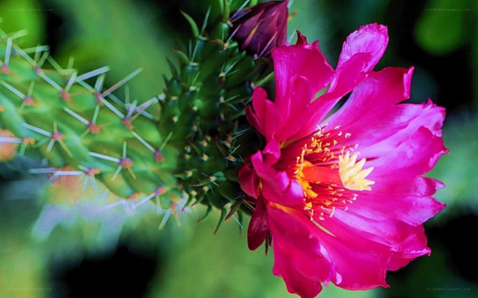 vibrant pink cactus flower
