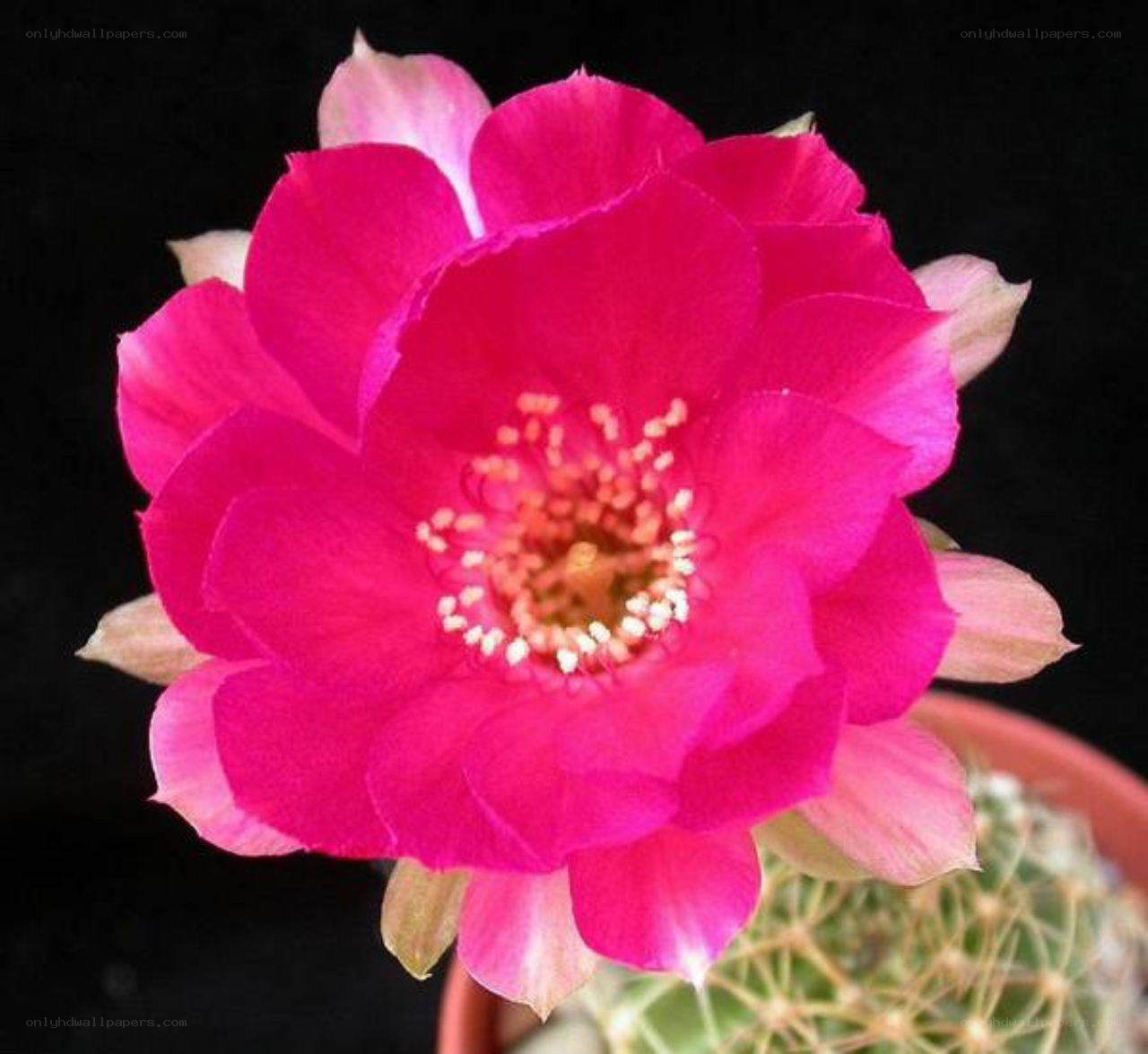 vibrant pink cactus flower