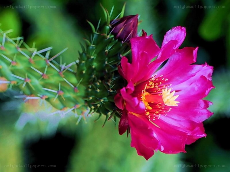 vibrant pink cactus flower