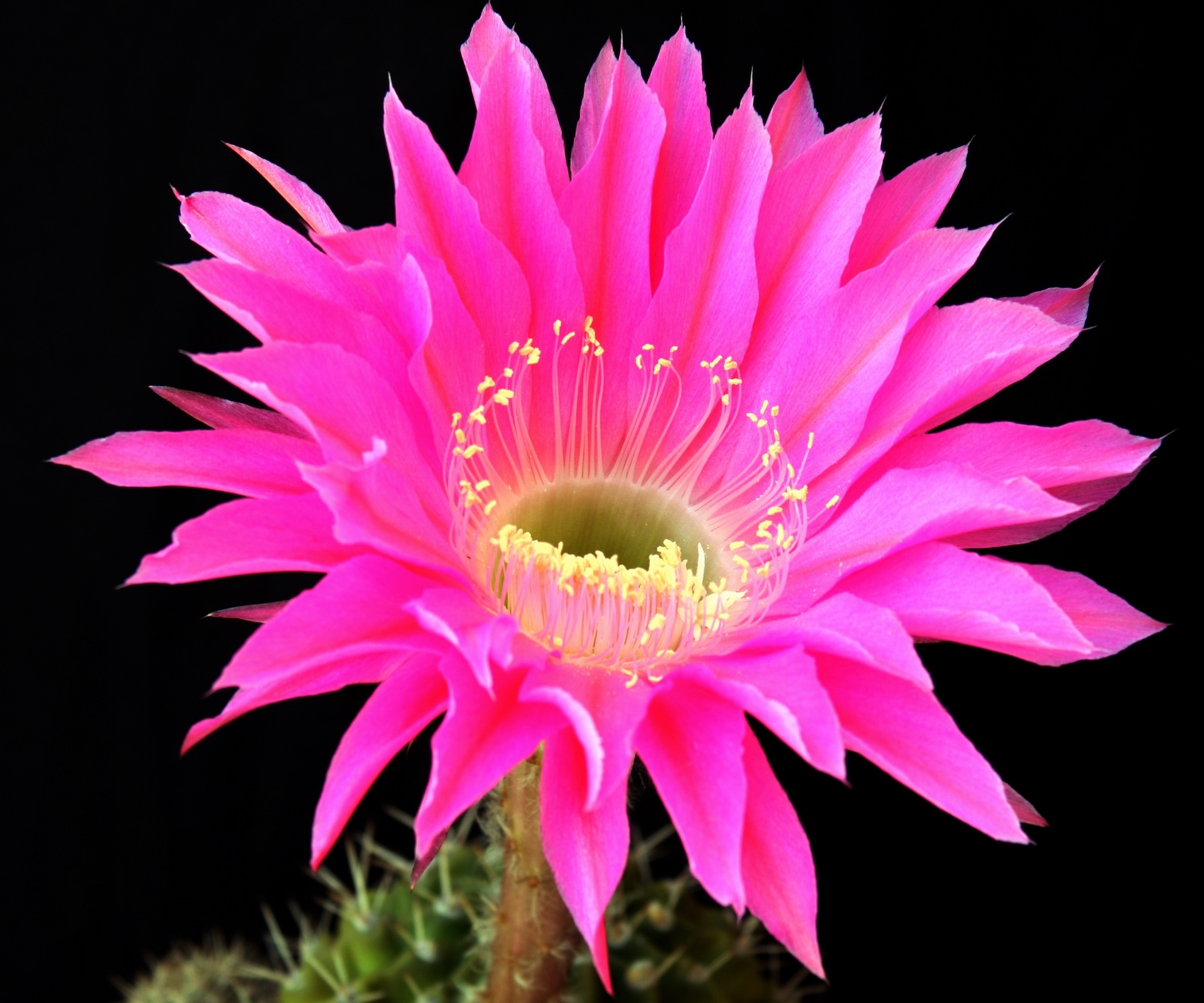 vibrant pink cactus flower