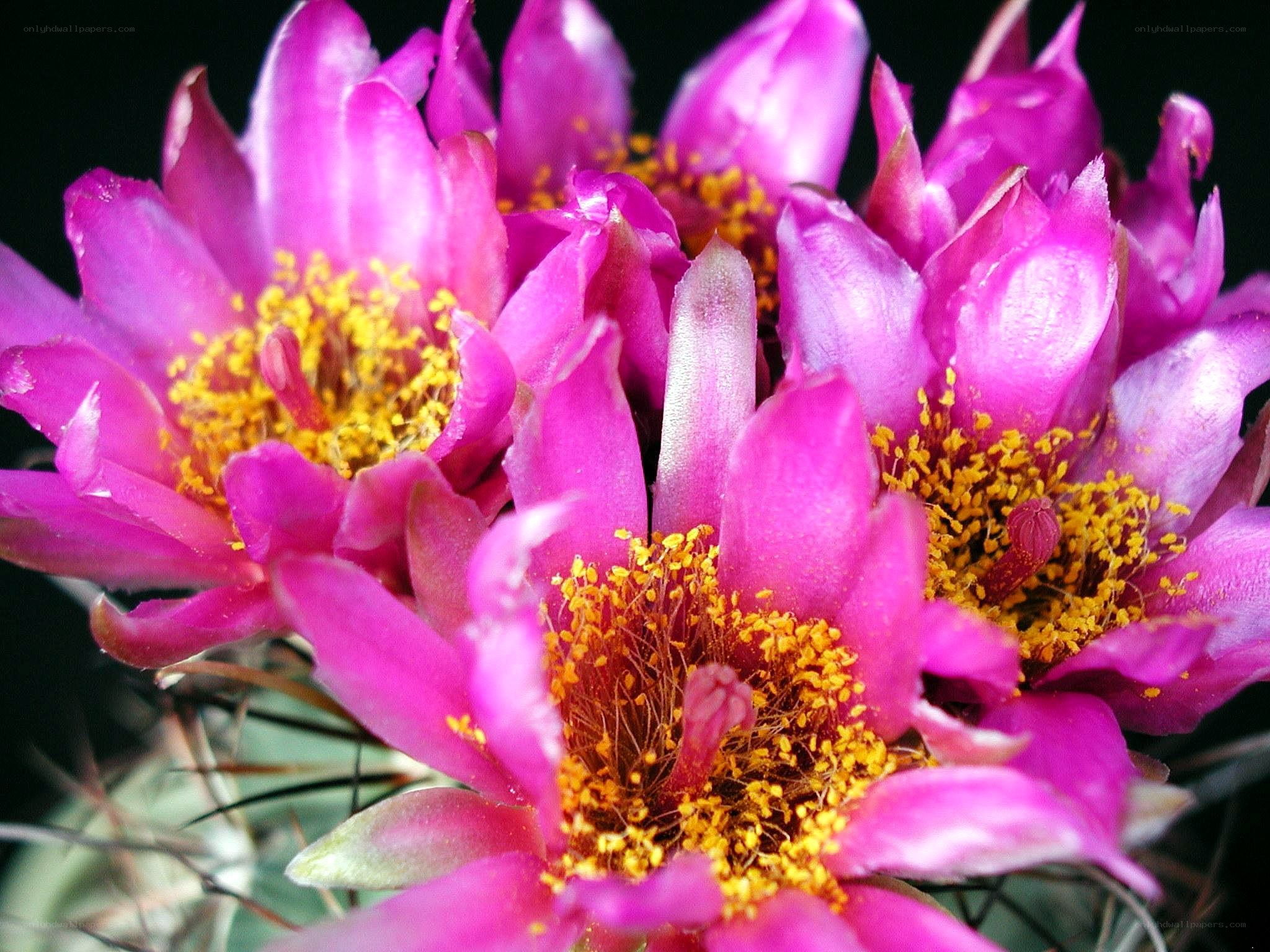 Vibrant pink cactus flowers