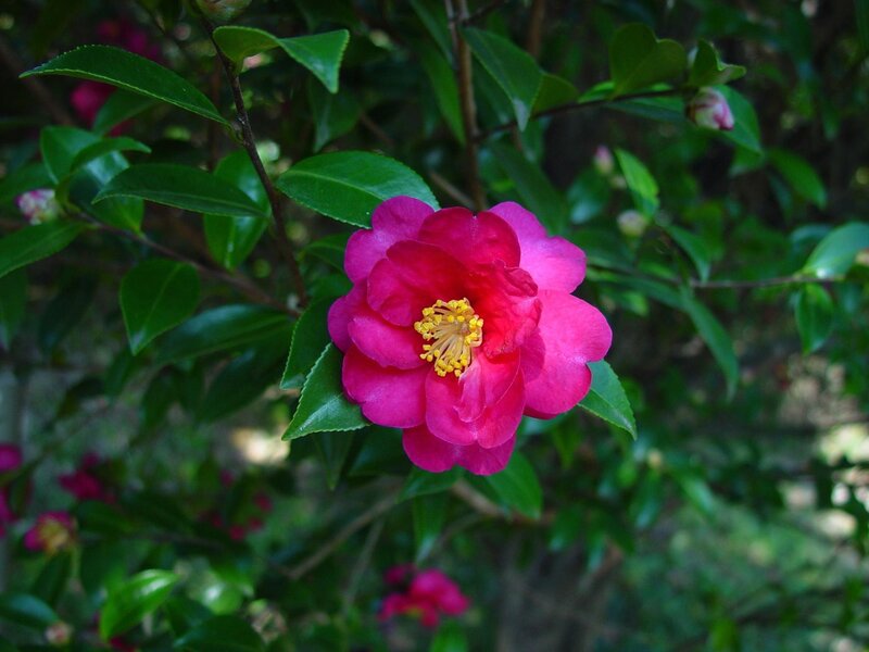 vibrant pink camellia flower