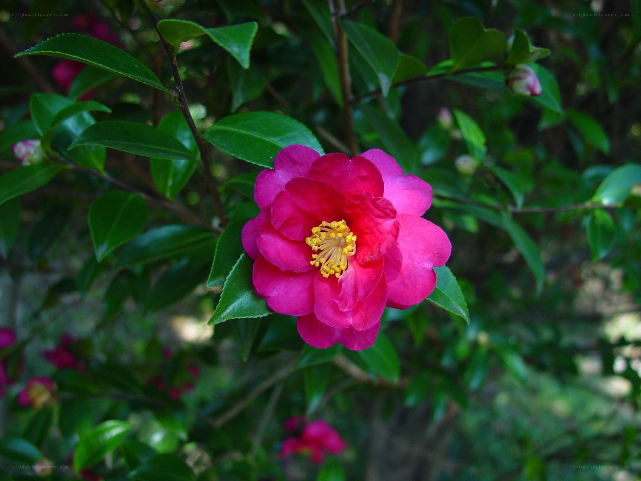 vibrant pink camellia flower