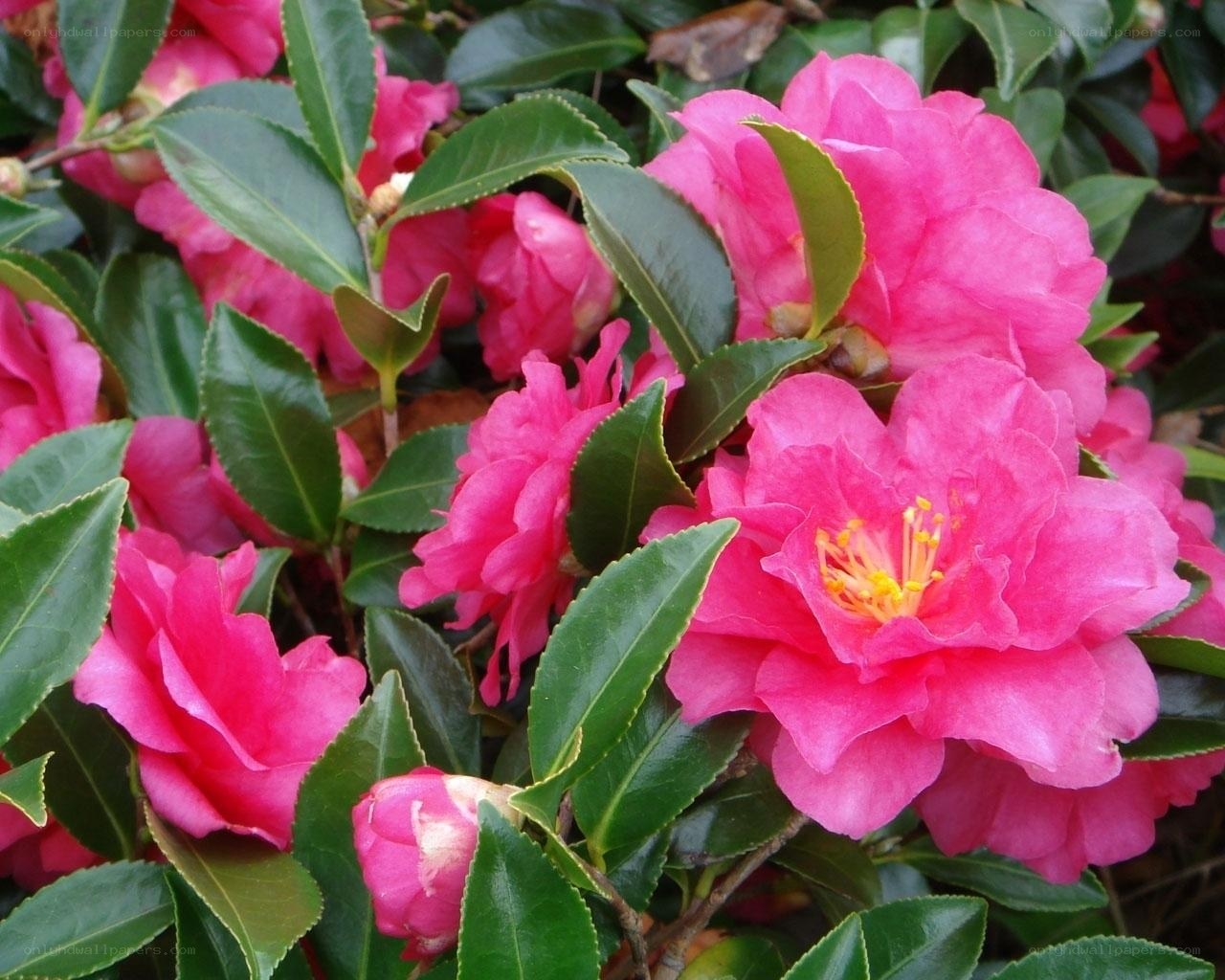 vibrant pink camellia flowers