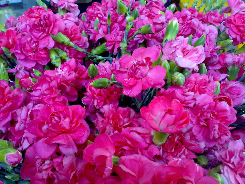 vibrant pink carnations