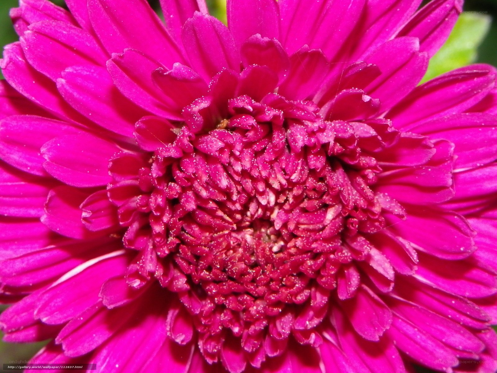 vibrant pink chrysanthemum