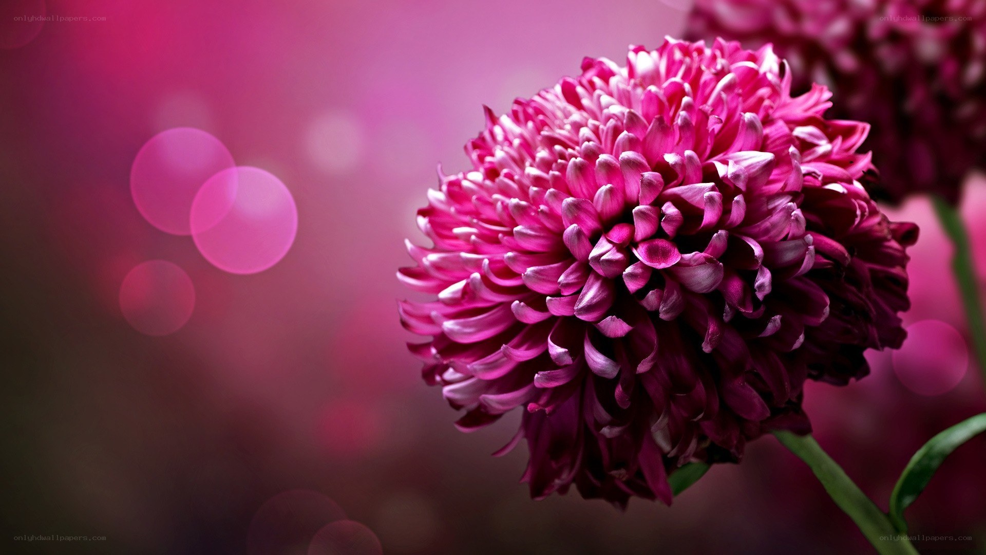 vibrant pink chrysanthemum