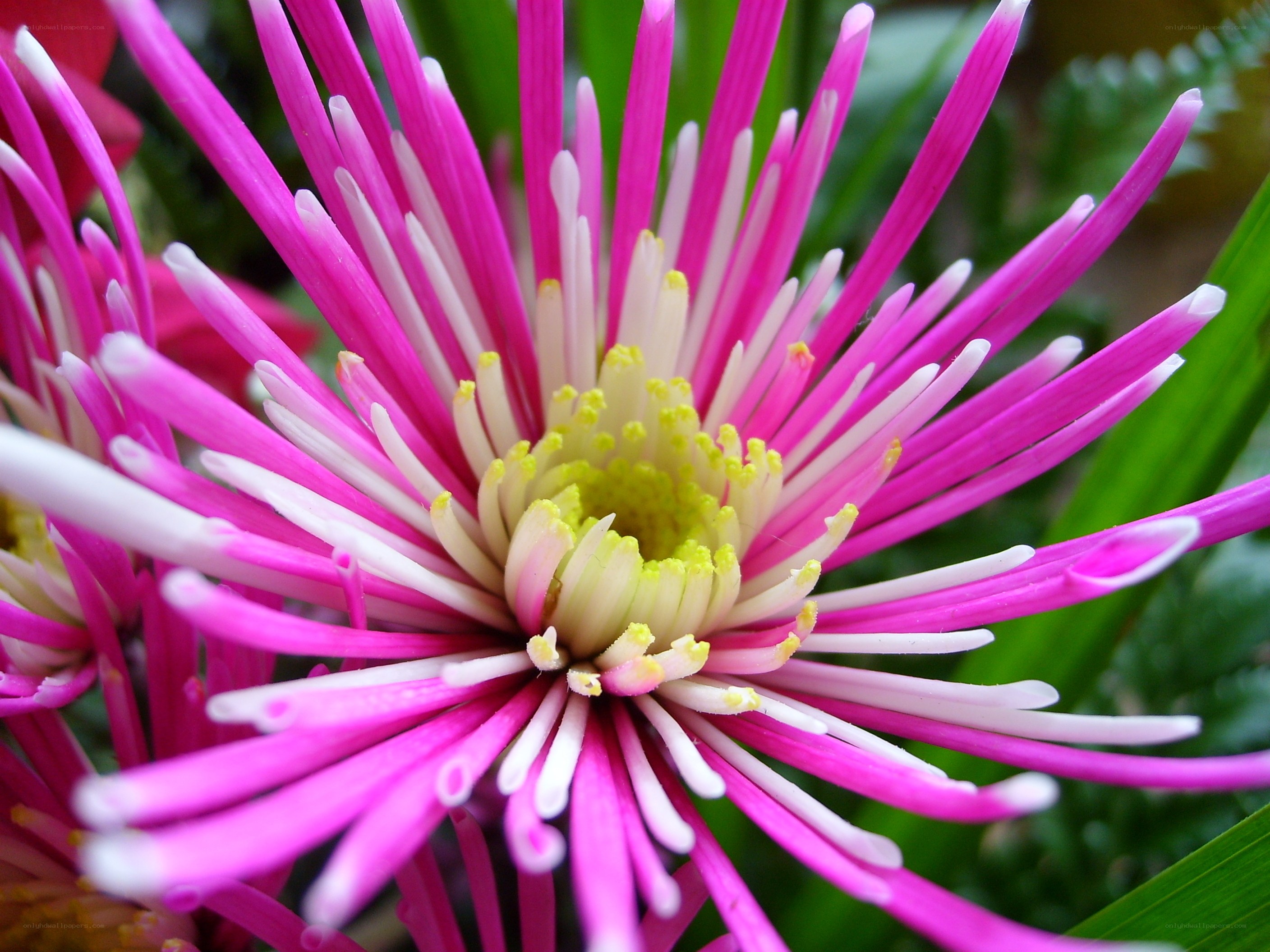 vibrant pink chrysanthemum