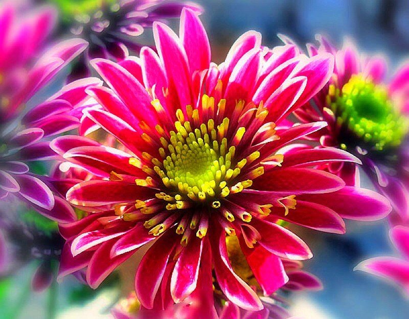 vibrant pink chrysanthemum
