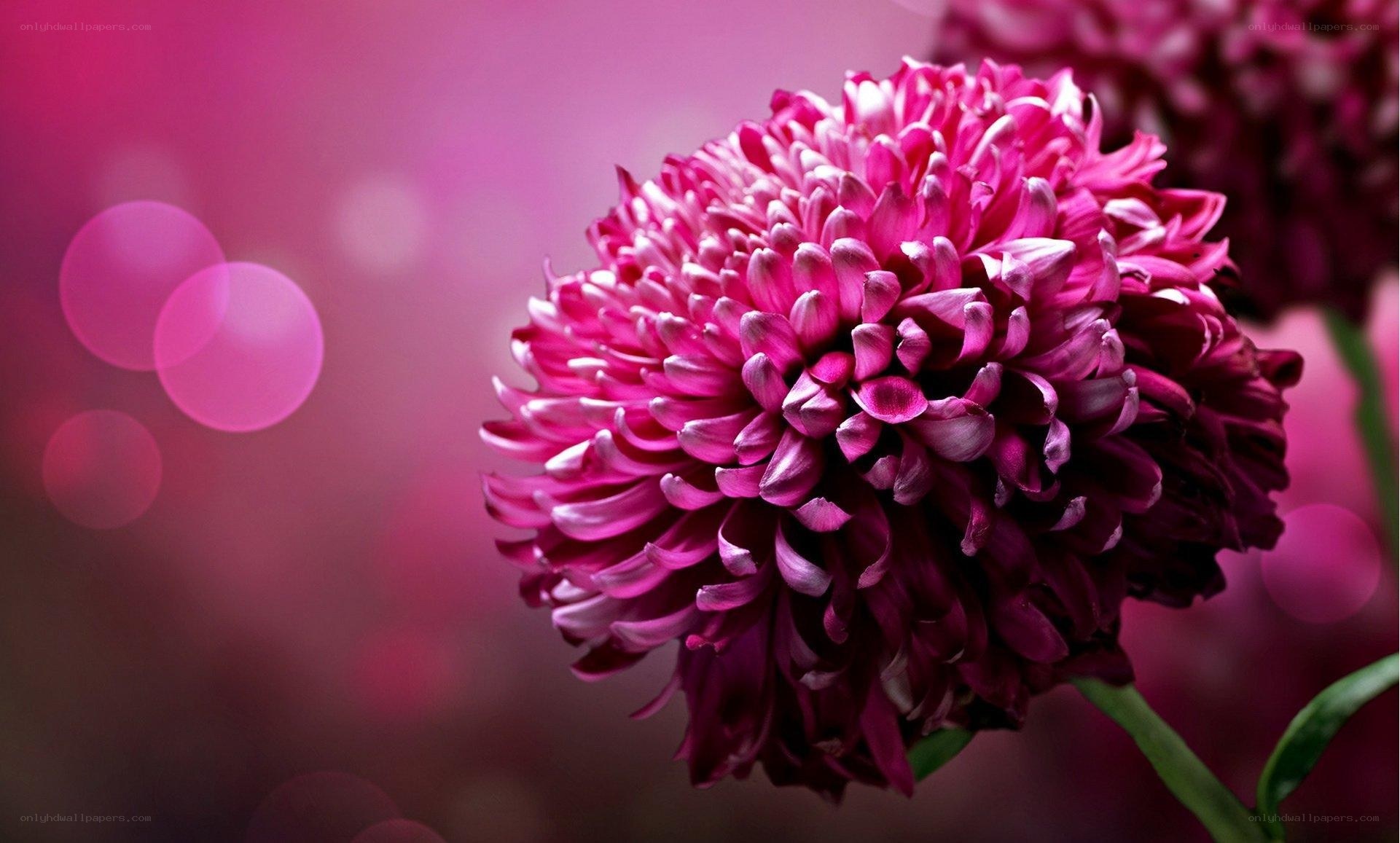 vibrant pink chrysanthemum flower