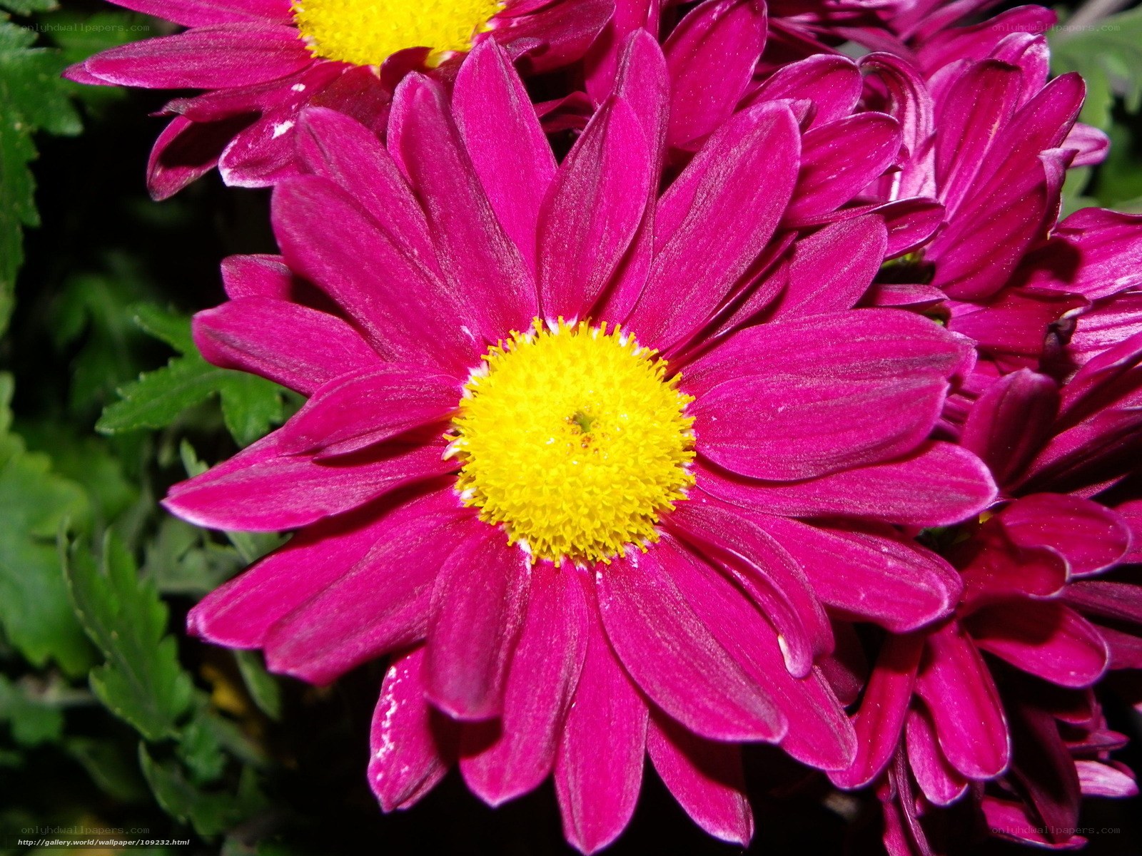 vibrant pink chrysanthemum
