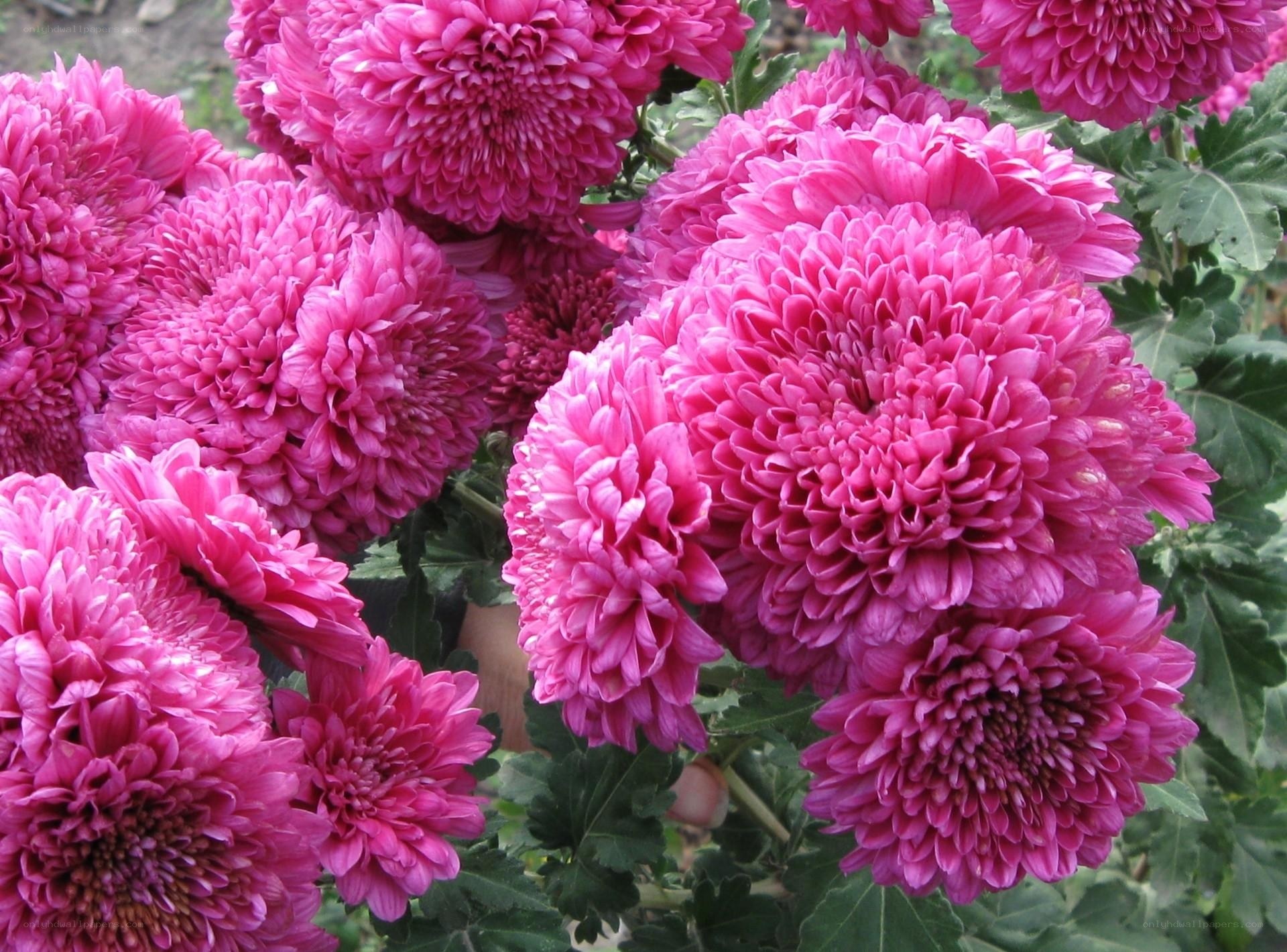 vibrant pink chrysanthemums