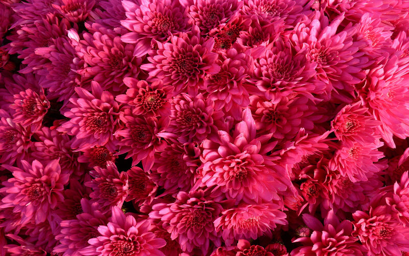 vibrant pink chrysanthemums