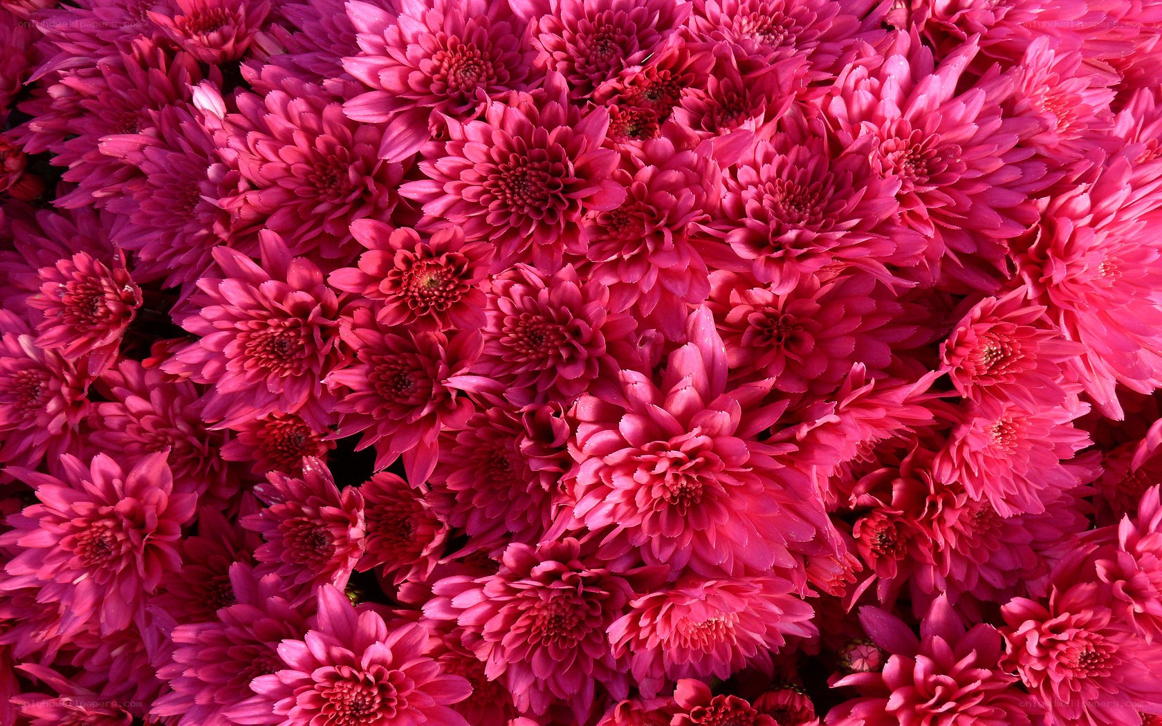 vibrant pink chrysanthemums