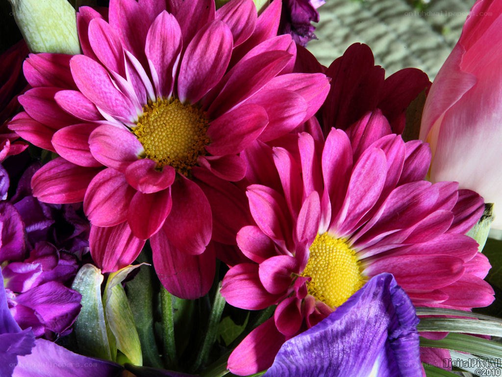 vibrant pink chrysanthemums
