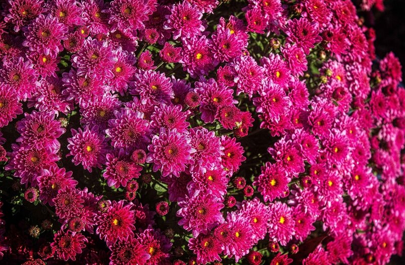 vibrant pink chrysanthemums