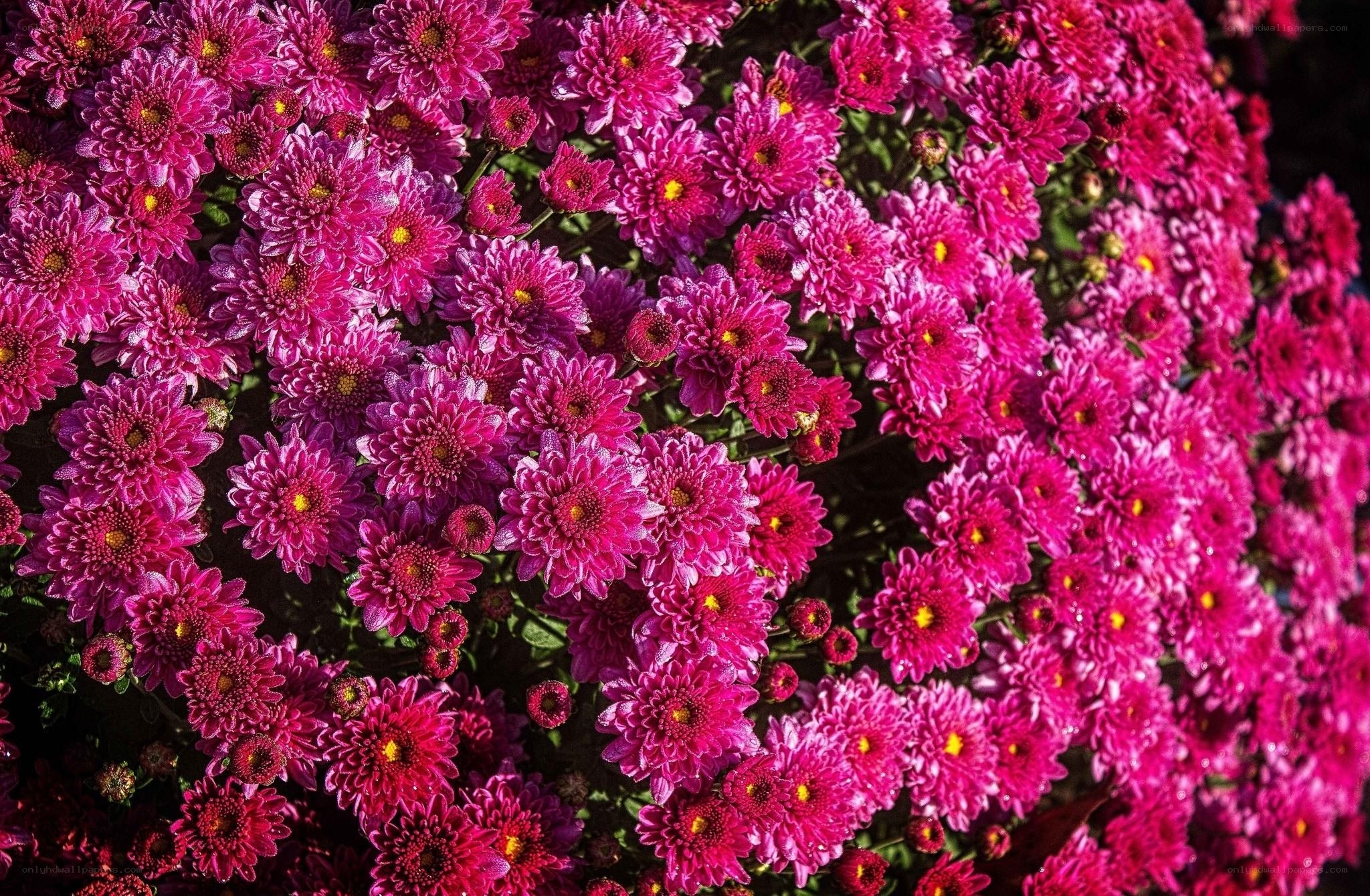 vibrant pink chrysanthemums