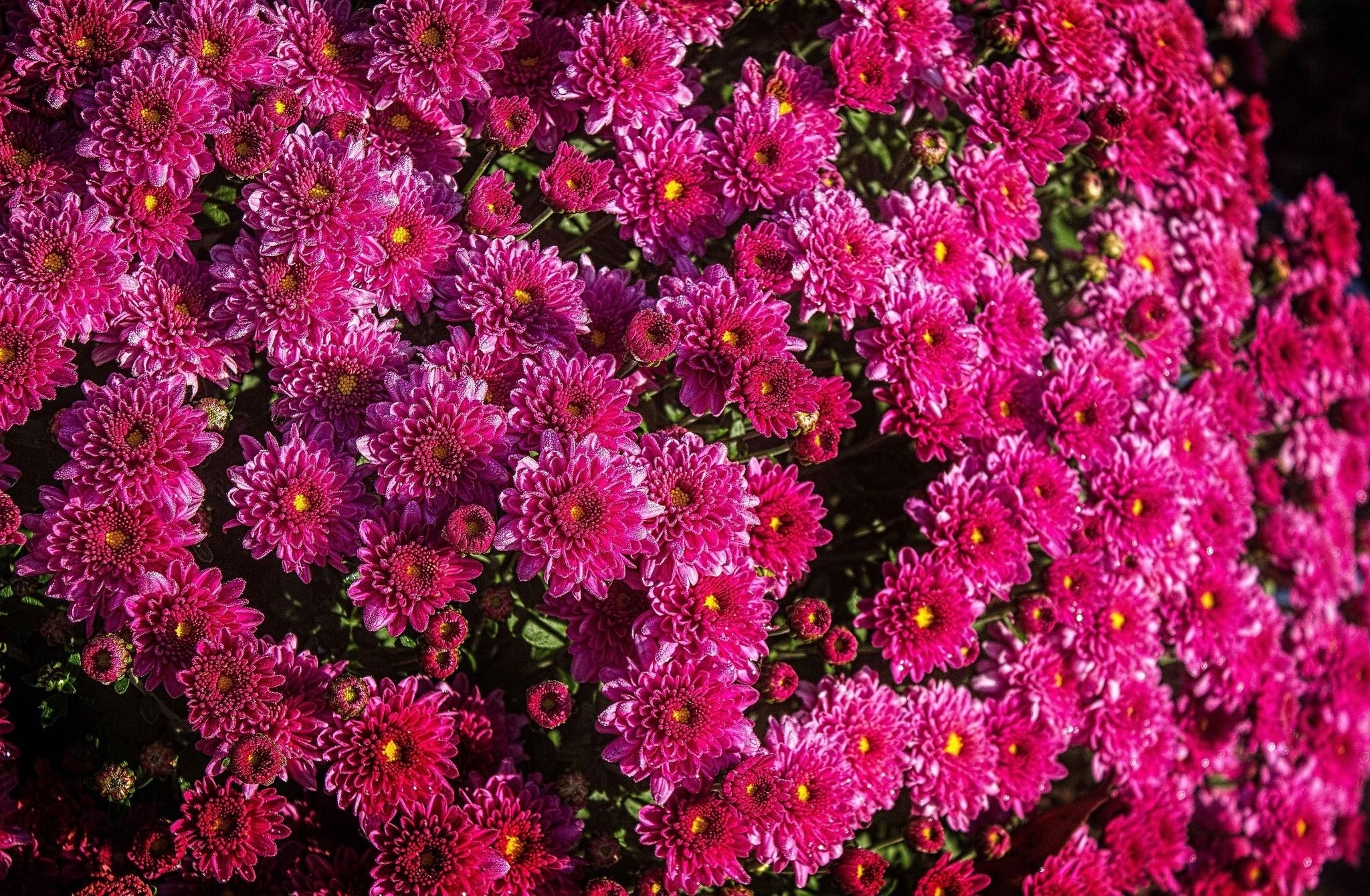 vibrant pink chrysanthemums