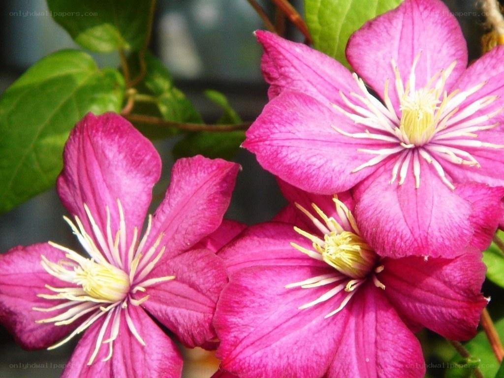 vibrant pink clematis flowers