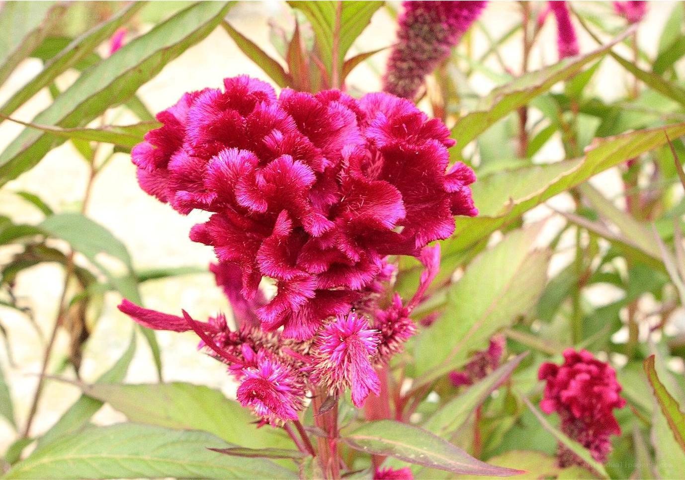 vibrant pink cockscomb flower