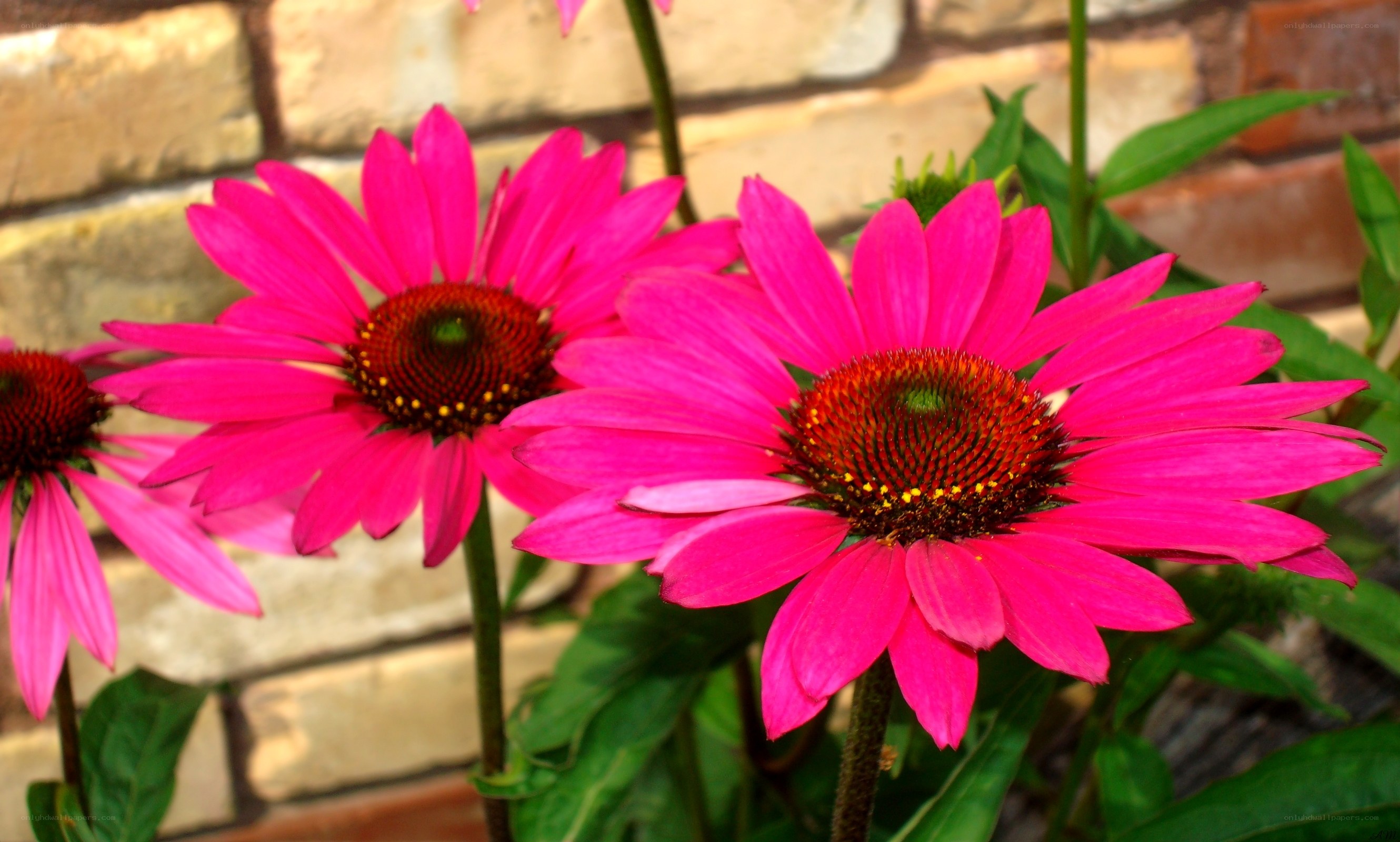 vibrant pink coneflowers