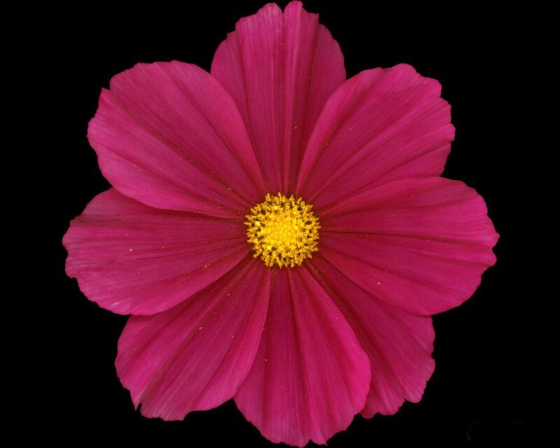 vibrant pink cosmos flower