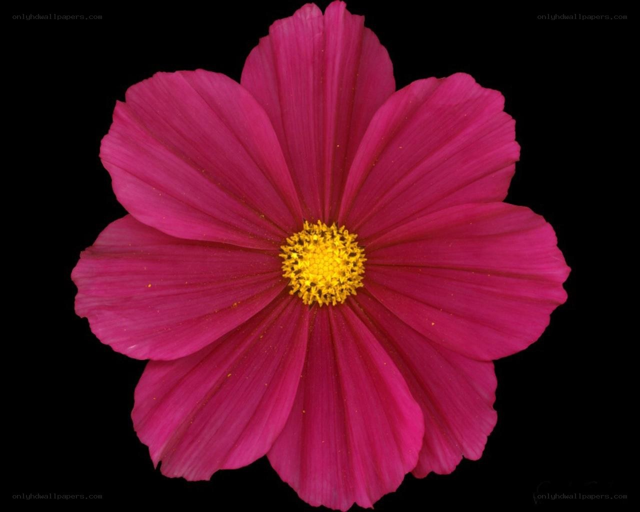vibrant pink cosmos flower