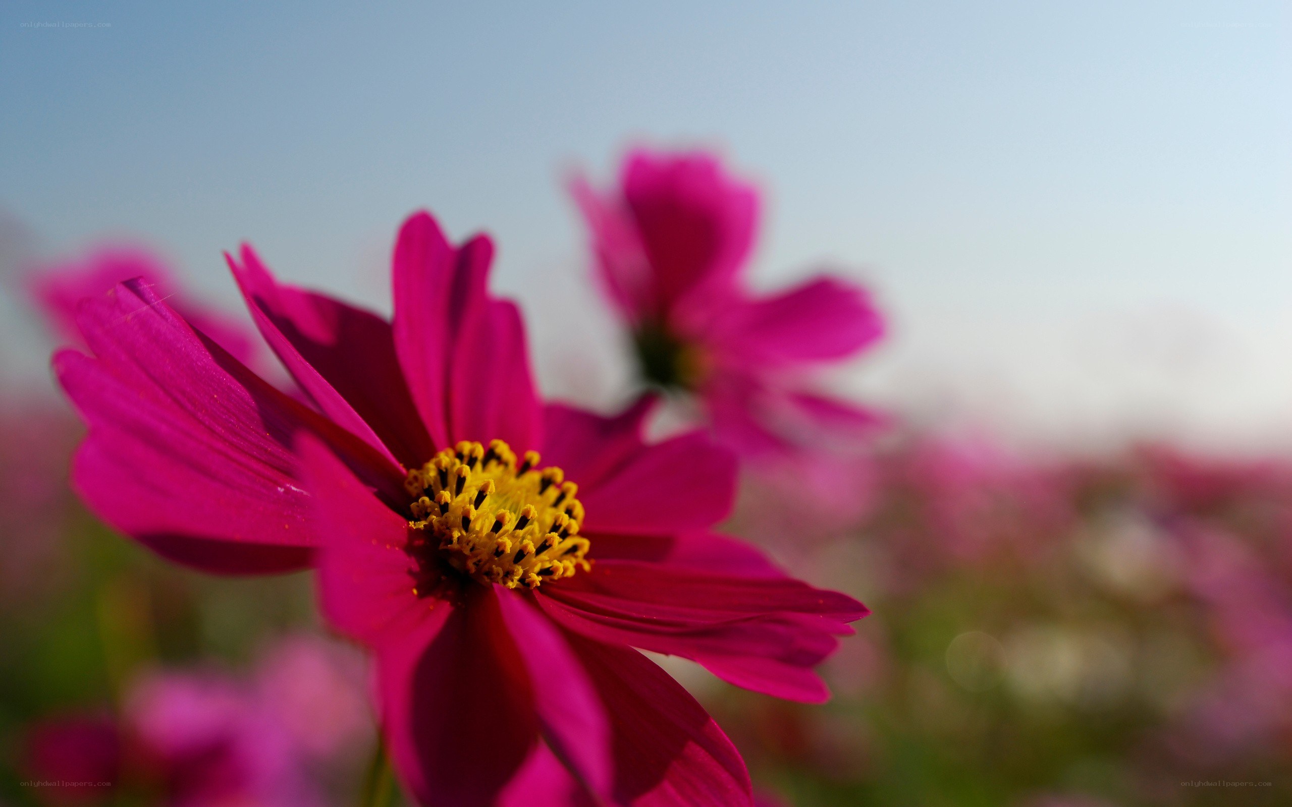 vibrant pink cosmos flower