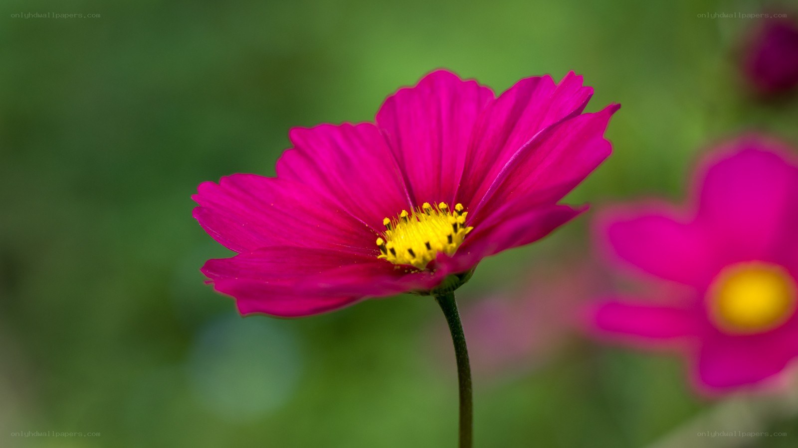 vibrant pink cosmos flower