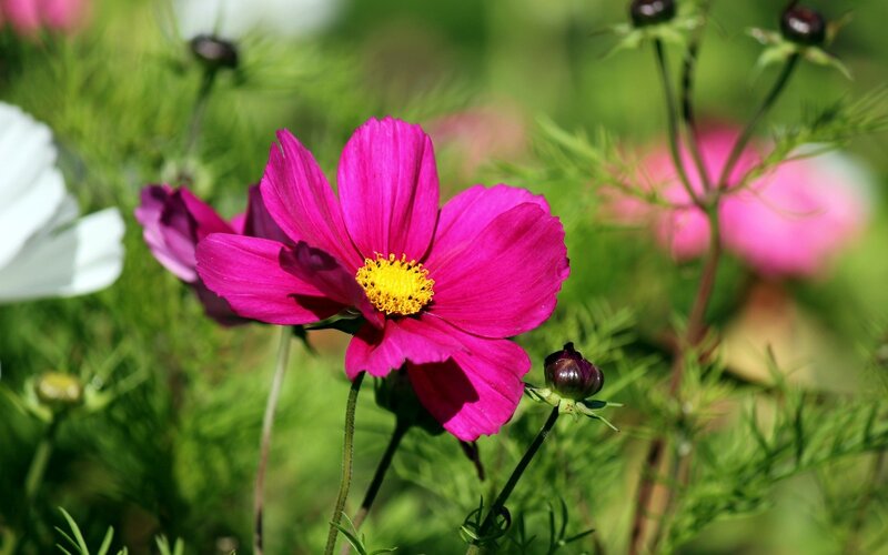 vibrant pink cosmos flower