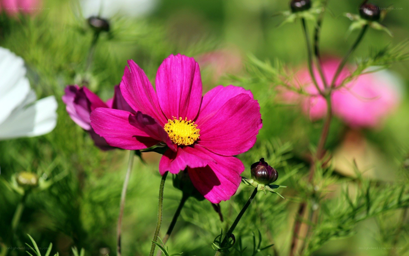 vibrant pink cosmos flower