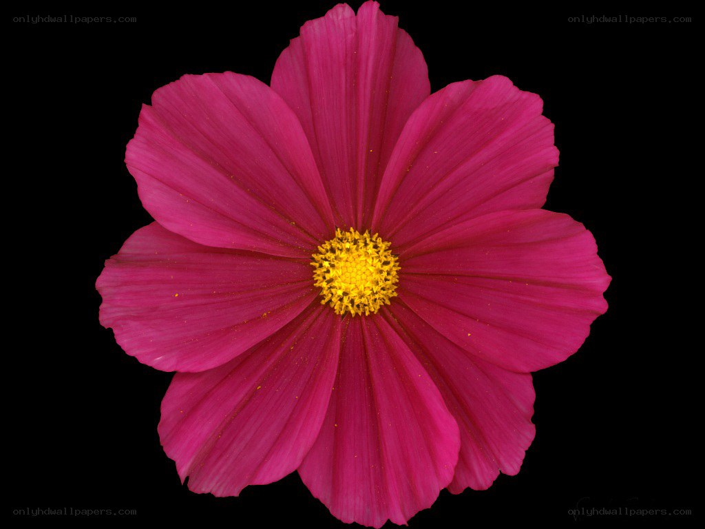 vibrant pink cosmos flower