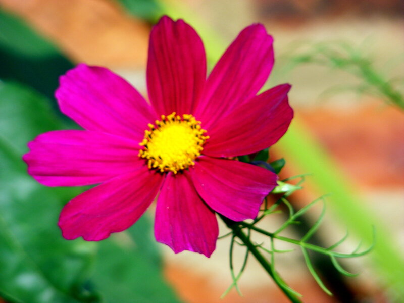 vibrant pink cosmos flower