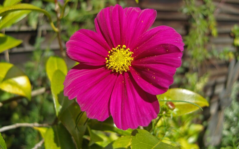 vibrant pink cosmos flower