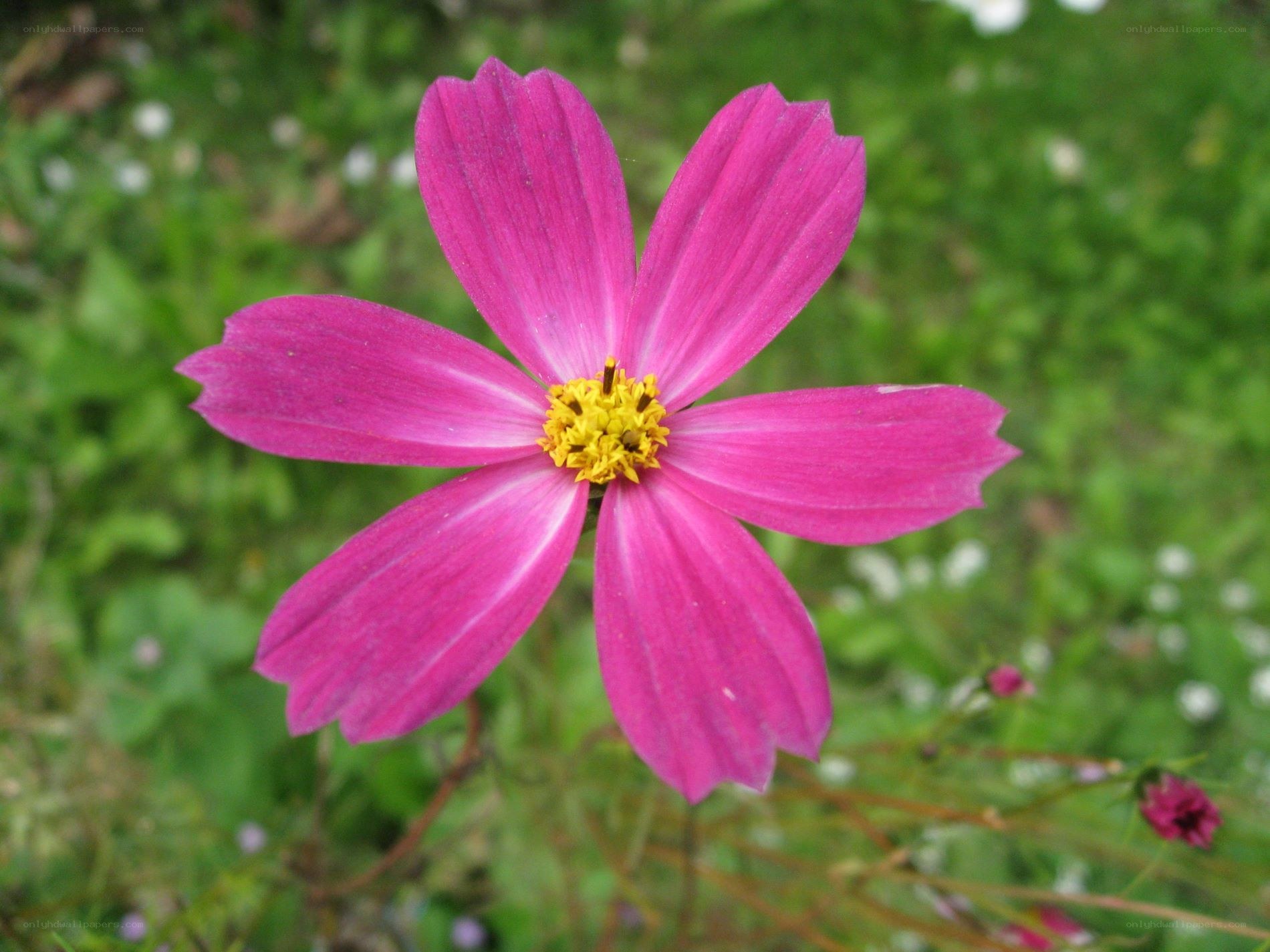 vibrant pink cosmos flower