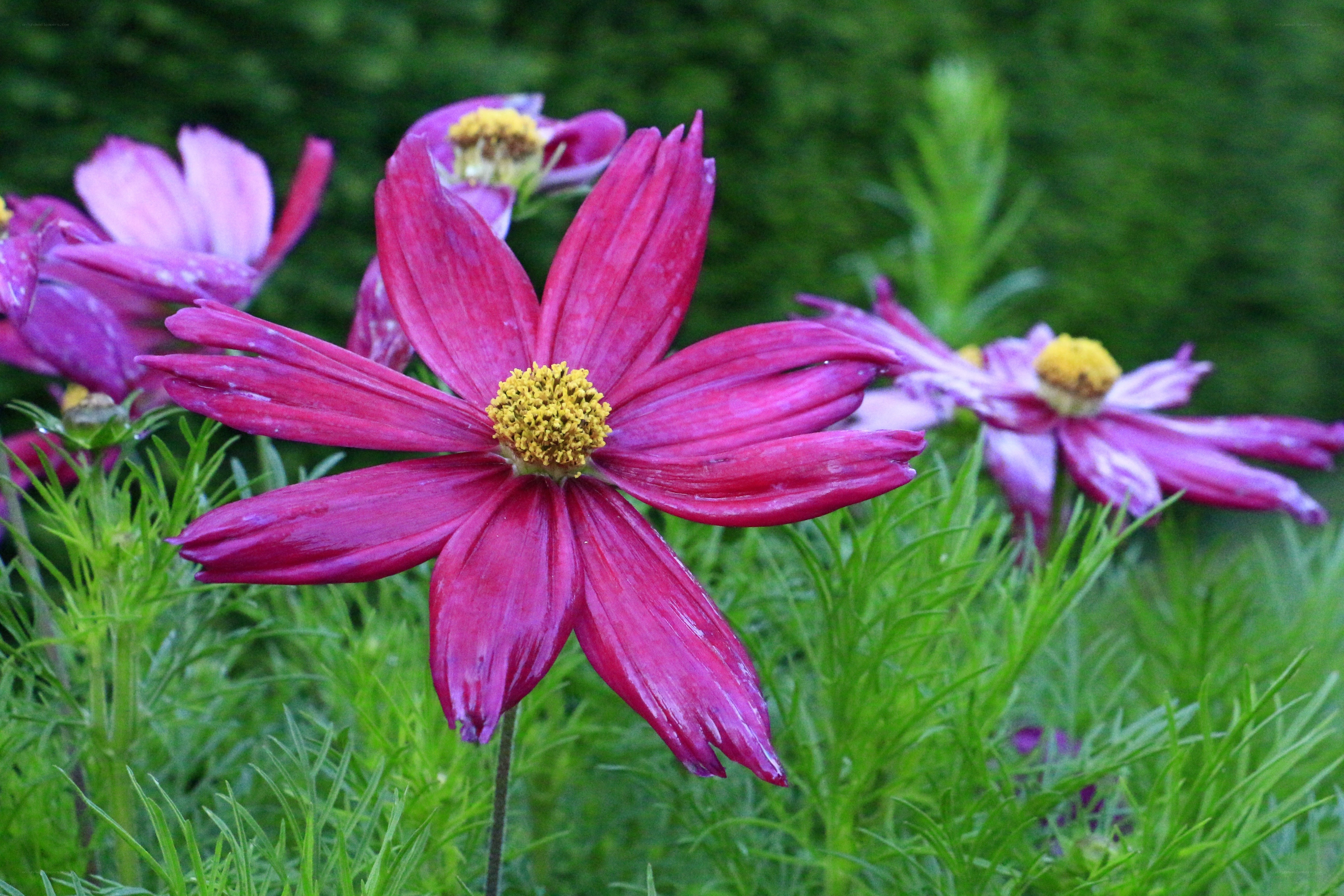 vibrant pink cosmos flowers