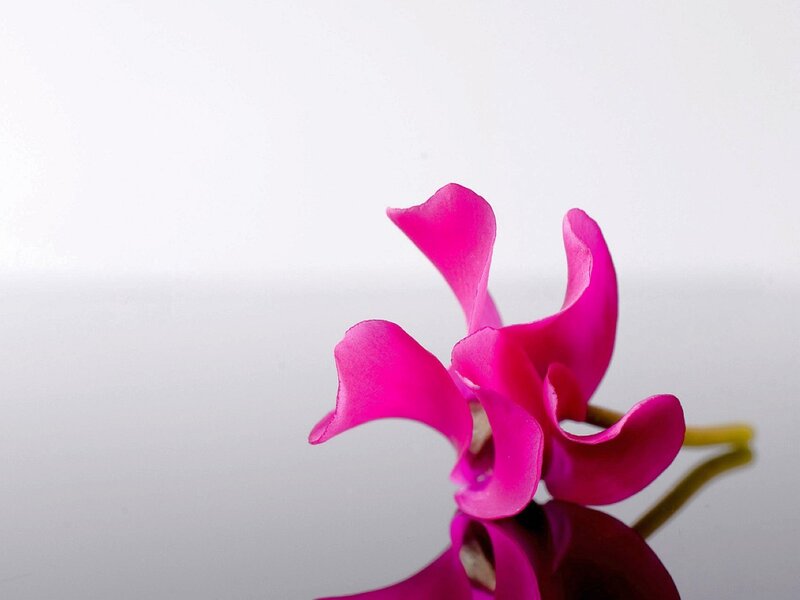 vibrant pink cyclamen flower