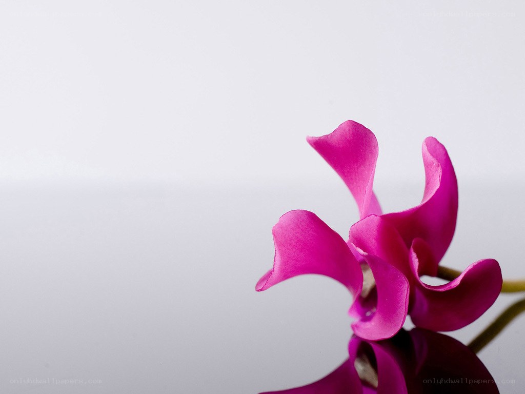 vibrant pink cyclamen flower
