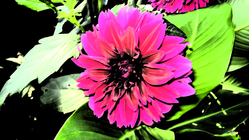 vibrant pink dahlia flower